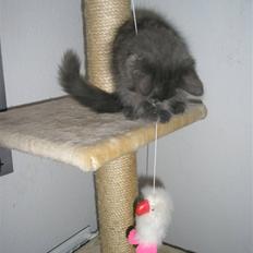 Norsk Skovkat Babette`s Sara (Fine)