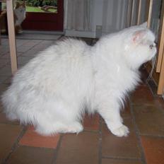 Perser Prins ( aflivet )