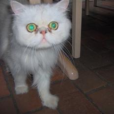 Perser Prins ( aflivet )