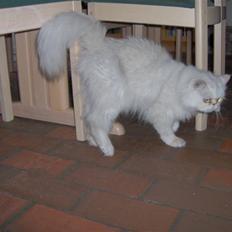 Perser Prins ( aflivet )