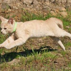 Blanding af racer Lillemissen