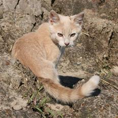 Blanding af racer Lillemissen