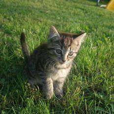 Blanding af racer Lehnskovs Mulan