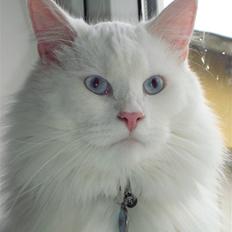 Maine Coon Snebold R.I.P 31/12/11