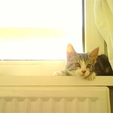 Huskat Alaya - R.I.P.