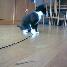 Huskat Flicka <3