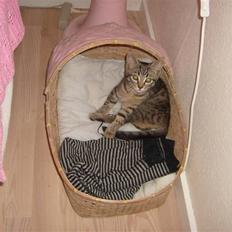 Blanding af racer ((( Bellis ))) - (Belle) 