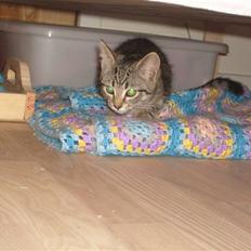 Blanding af racer ((( Bellis ))) - (Belle) 