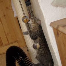 Blanding af racer ((( Bellis ))) - (Belle) 