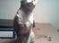 Cornish Rex lillemand/Nico Solgt