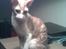 Cornish Rex lillemand/Nico Solgt - Lillemand 8 uger gammel