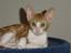 Cornish Rex lillemand/Nico Solgt - 8 uger gammel
