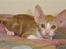 Cornish Rex lillemand/Nico Solgt - en dag gammel