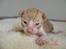Cornish Rex lillemand/Nico Solgt - min lillemand 