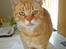 Huskat R.I.P-GARFIELD-MINSKAT!<3<3