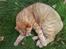 Huskat R.I.P-GARFIELD-MINSKAT!<3<3