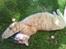 Huskat R.I.P-GARFIELD-MINSKAT!<3<3