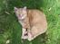 Huskat R.I.P-GARFIELD-MINSKAT!<3<3