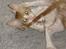 Cornish Rex lillemand/Nico Solgt - Min dejlige lillemand