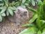 Perser Samson R.I.P 19/5-2010