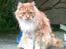 Maine Coon Garfield - aug.08