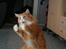 Maine Coon Gugger Red Iowa - Skal vi bokse........ så kom an. Hvis du tør