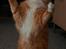 Maine Coon Gugger Red Iowa - Vil du have en kram af mig