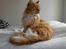 Maine Coon Garfield - aug.08