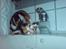Cornish Rex Aida 