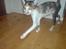 Cornish Rex Aida 