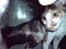 Cornish Rex Aida 
