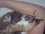 Cornish Rex Aida 