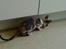 Cornish Rex Aida 