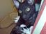 Cornish Rex Loui