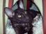 Cornish Rex Loui