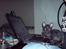 Cornish Rex Loui