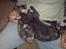 Cornish Rex Loui