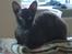Cornish Rex Loui