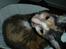 Cornish Rex Aida 