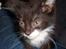 Huskat Gizmo R.I.P 