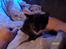 Huskat Gizmo R.I.P 