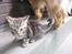 Huskat Luske-Peter **BORTGIVET** - Uf, en hund! 