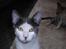 Huskat plet