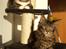 Maine Coon SP Olmocabes Jako  -  Mea og Jako d. 5.10.08