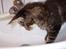 Maine Coon SP Olmocabes Jako 