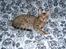 Ocicat Øjenfryds Chirin - Flotte
