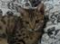 Ocicat Øjenfryds Chirin - Chirin 