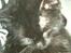 Blanding af racer Mowgli (ikke vores mere)