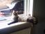 Maine Coon Fia 