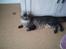 Maine Coon Fia 